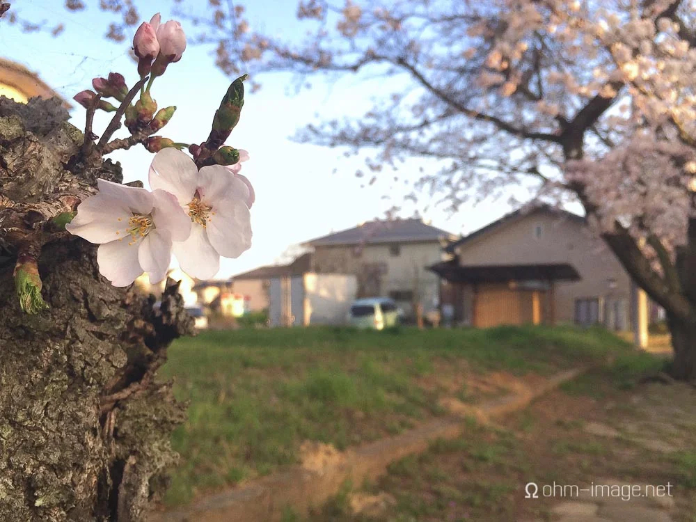 sakura blossom