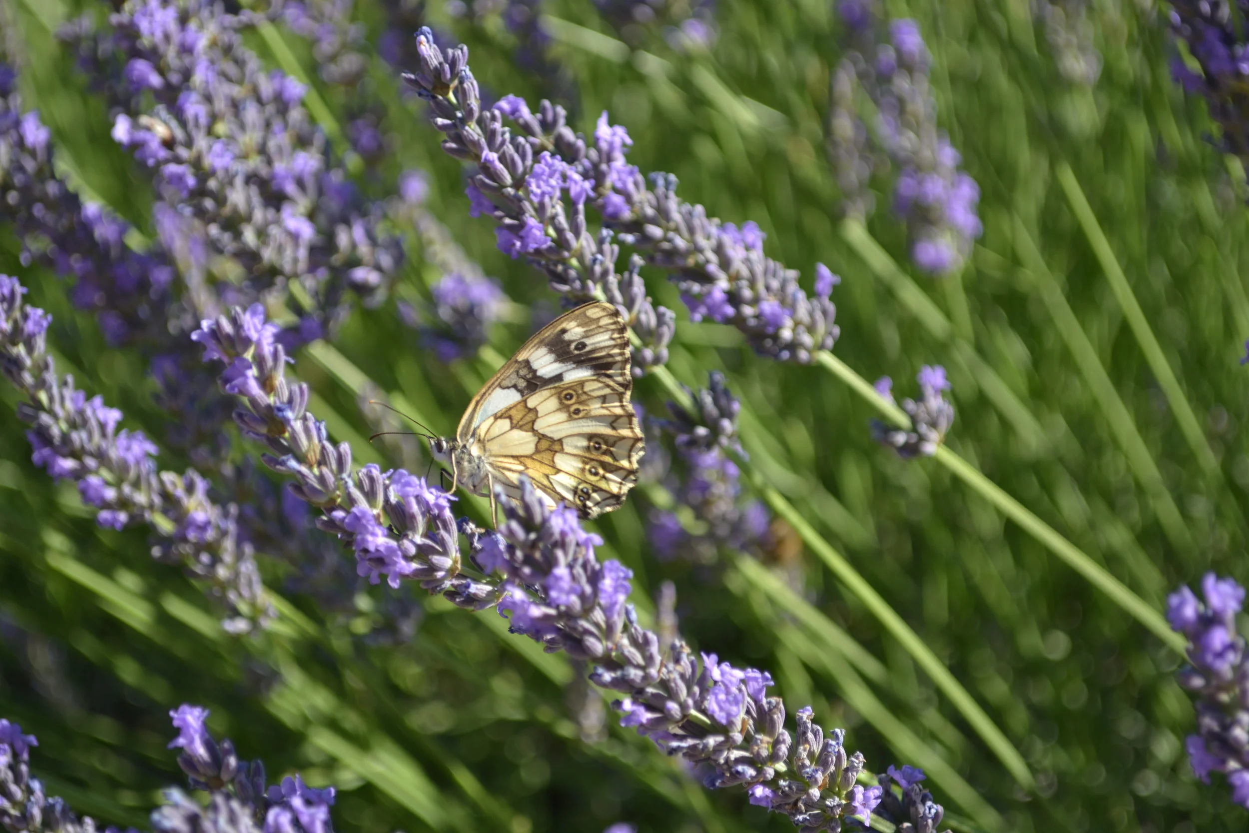 DSC_0155.JPG