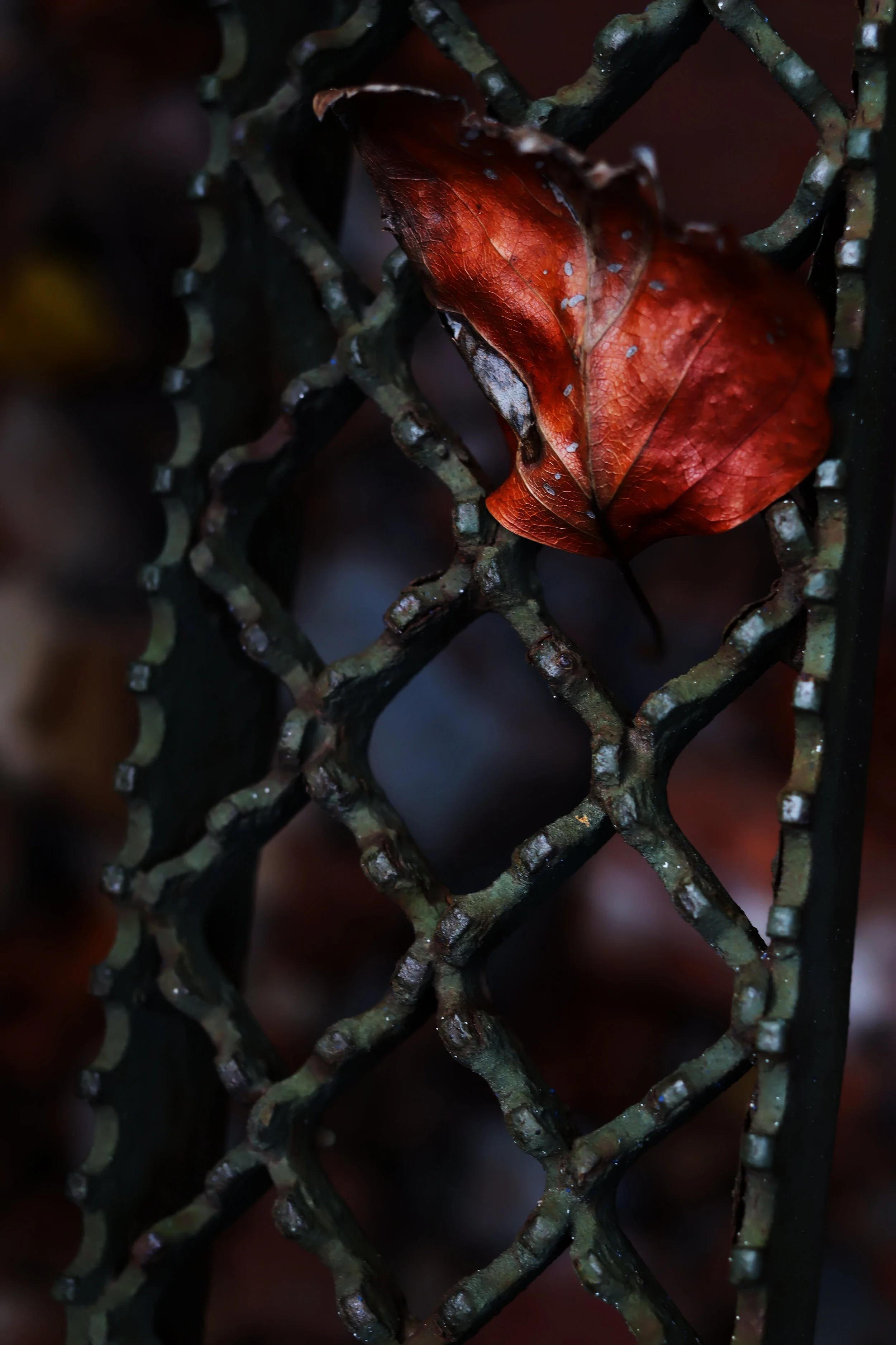 IMG_1598_DxO.jpg