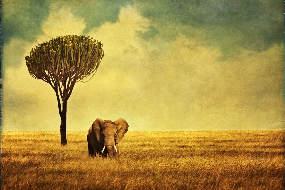 invite africa copy.jpg