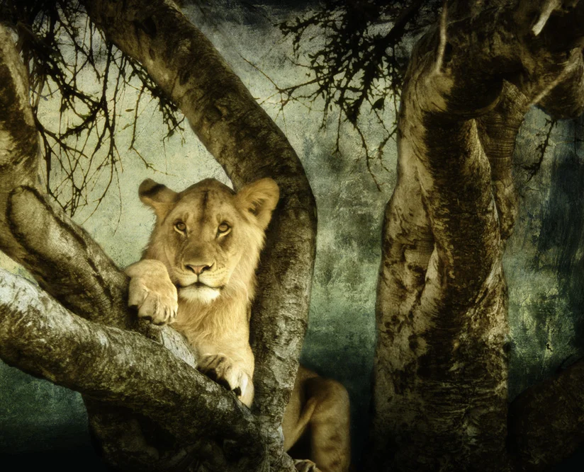 lion copy.jpg