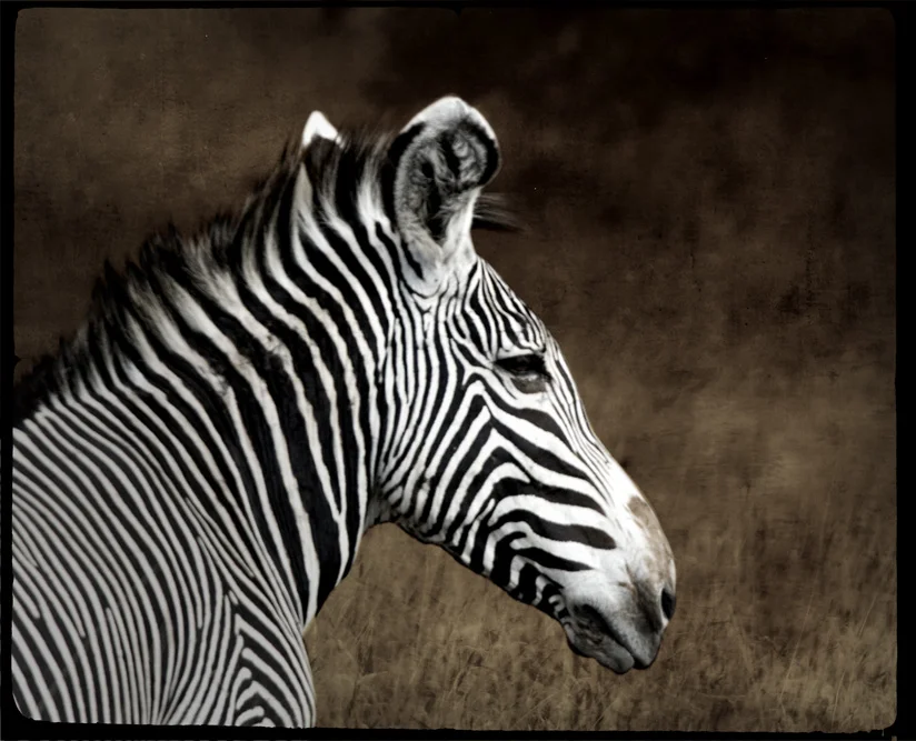 zebra copy.jpg