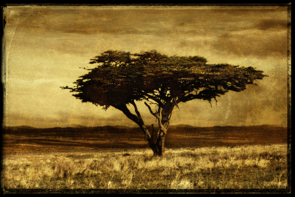 tree2 copy.jpg