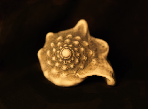 Shell 2.jpg