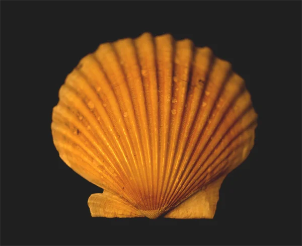 Coral shell.jpg