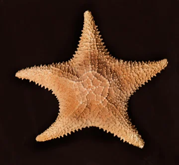 starfish.jpg