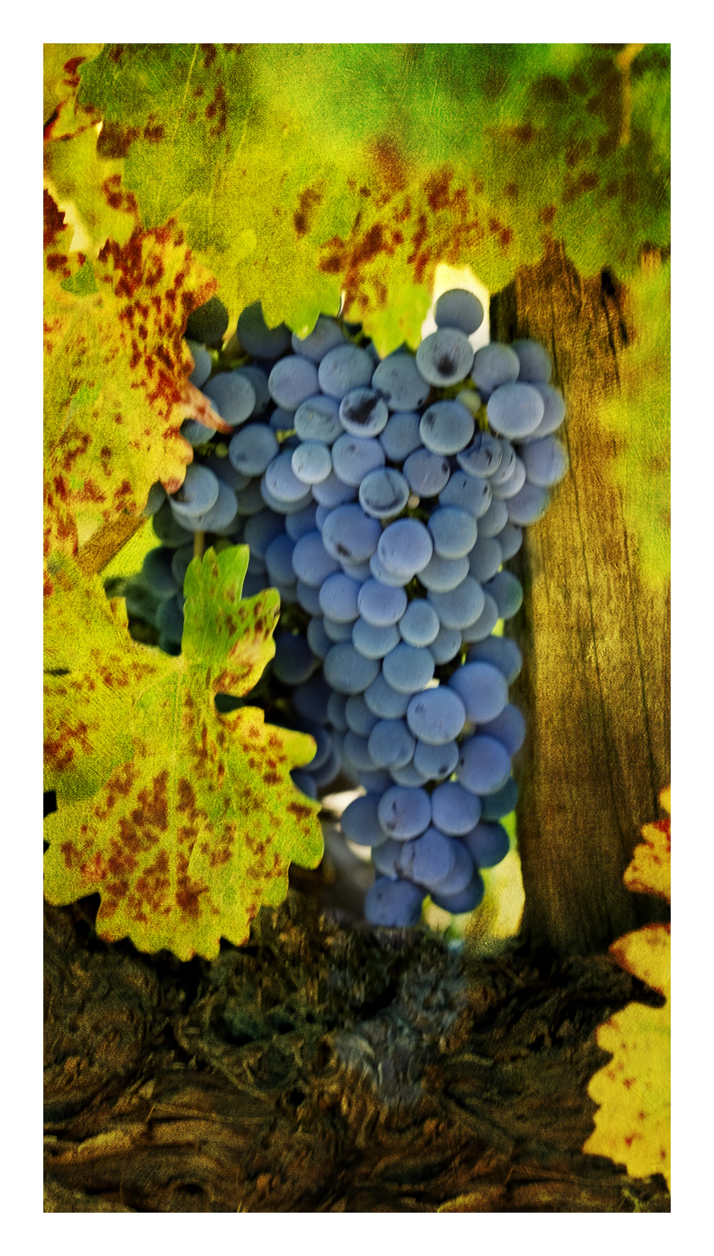 single grapes.jpg