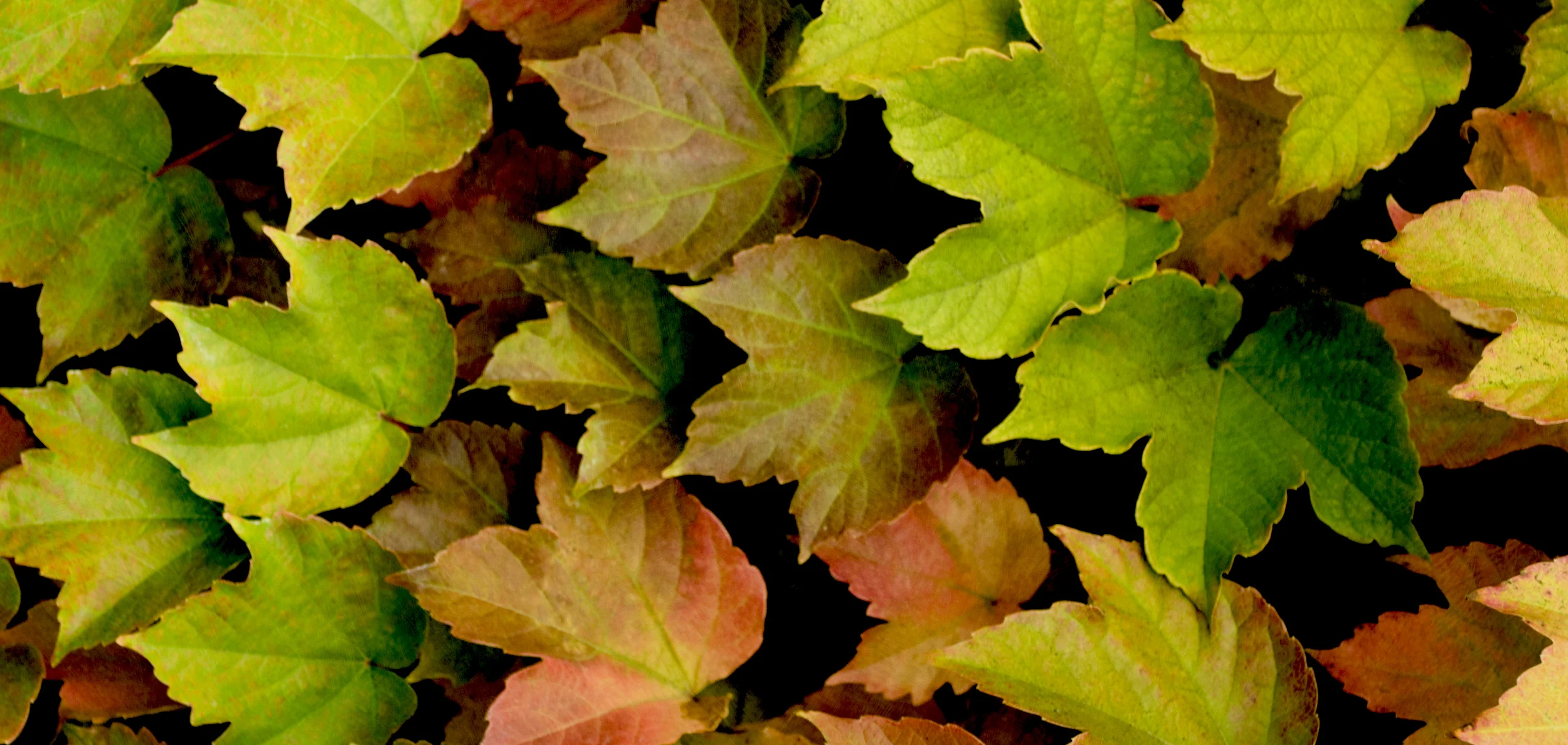 grape leaves.jpg