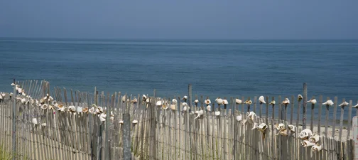 shell fence.jpg