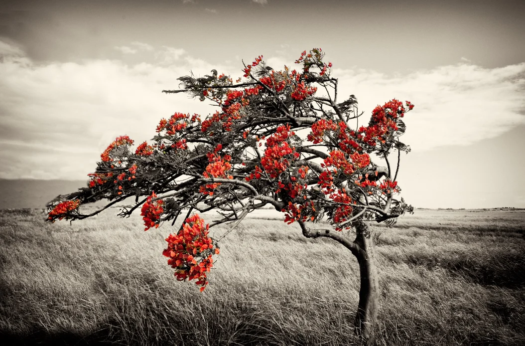 tree.jpg