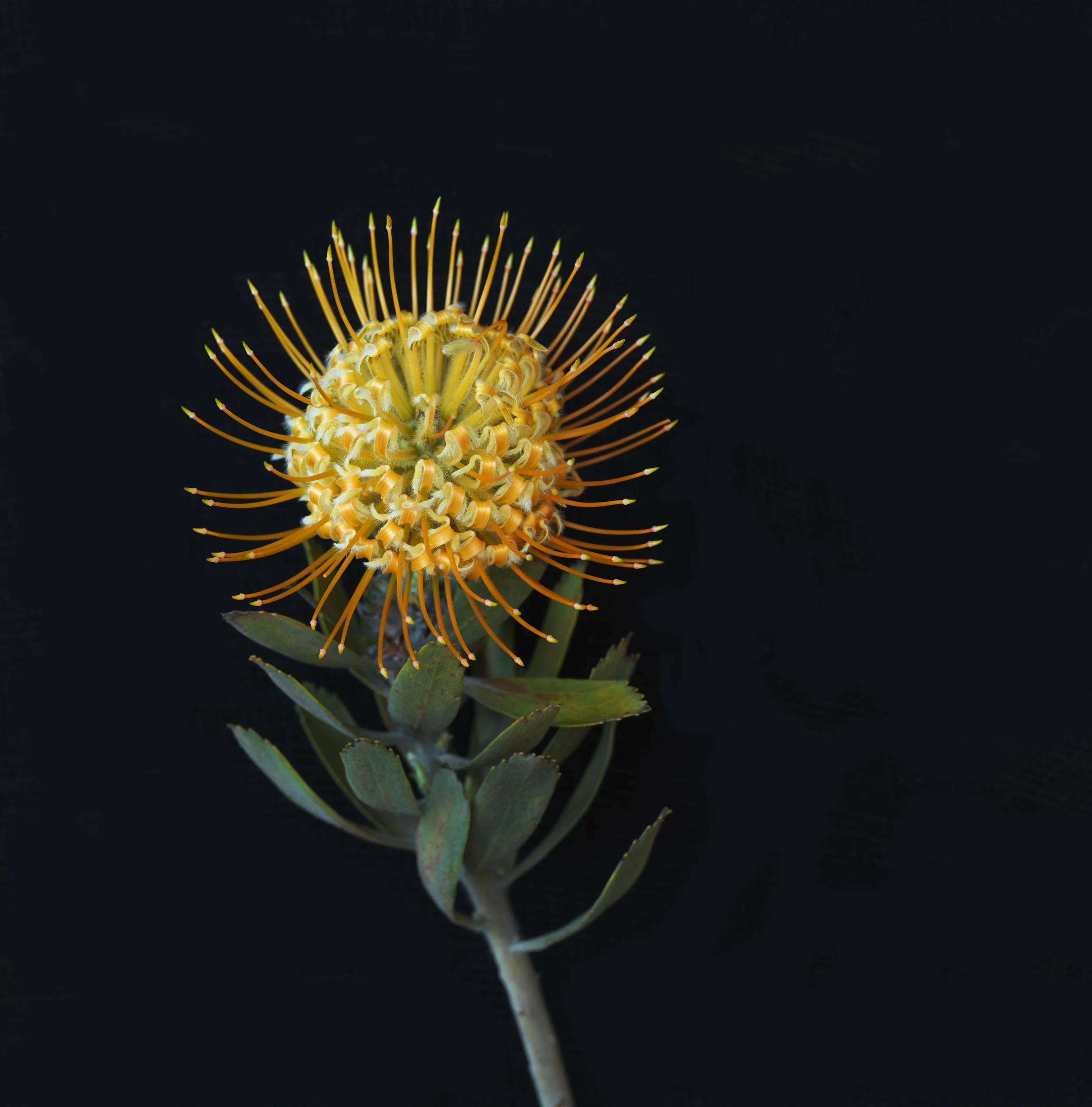 Protea Yellow SE.jpg