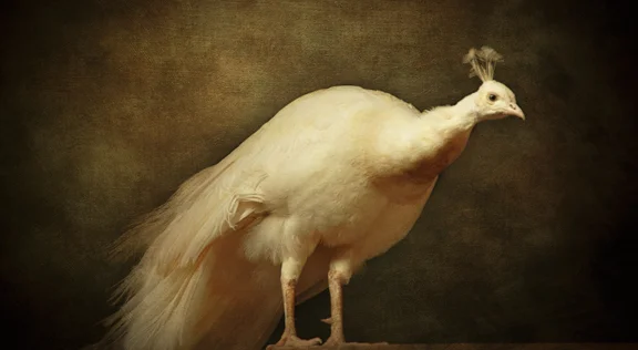 white peacock.jpg