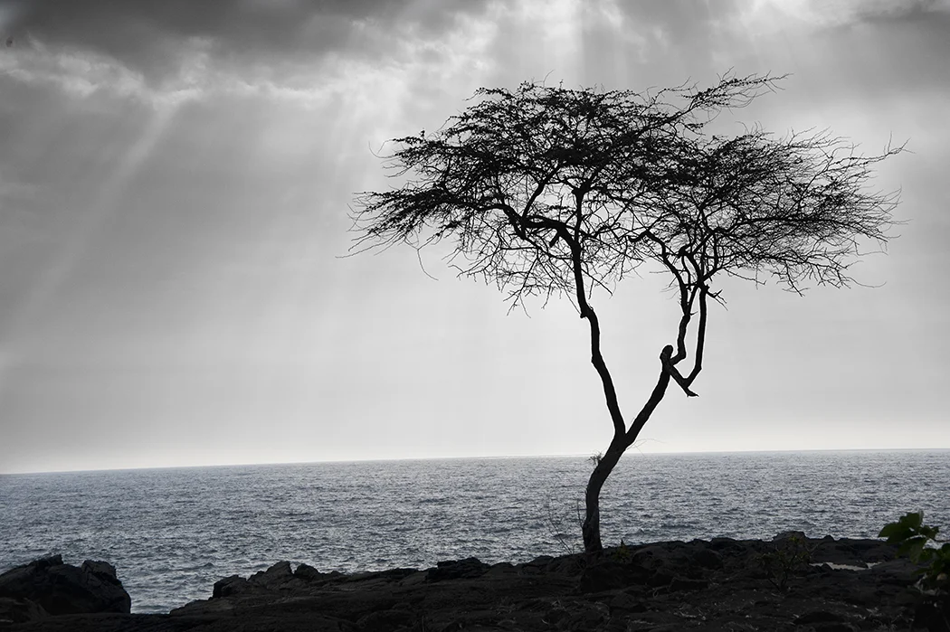 hokulia tree bw.jpg