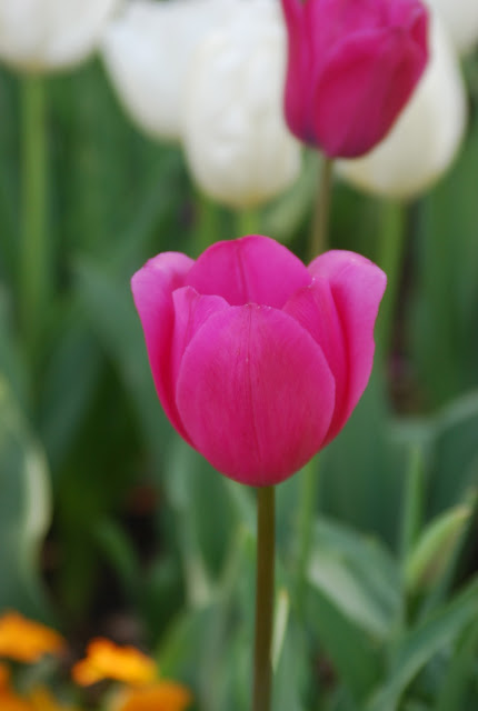 DSC_0029.jpg