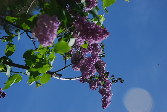DSC_0109.JPG