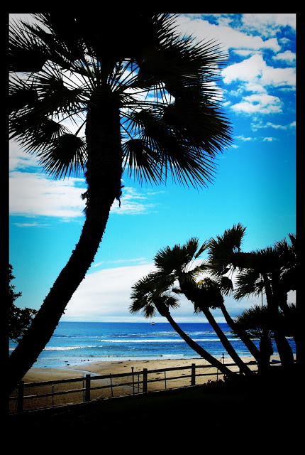 PalmTrees.jpg