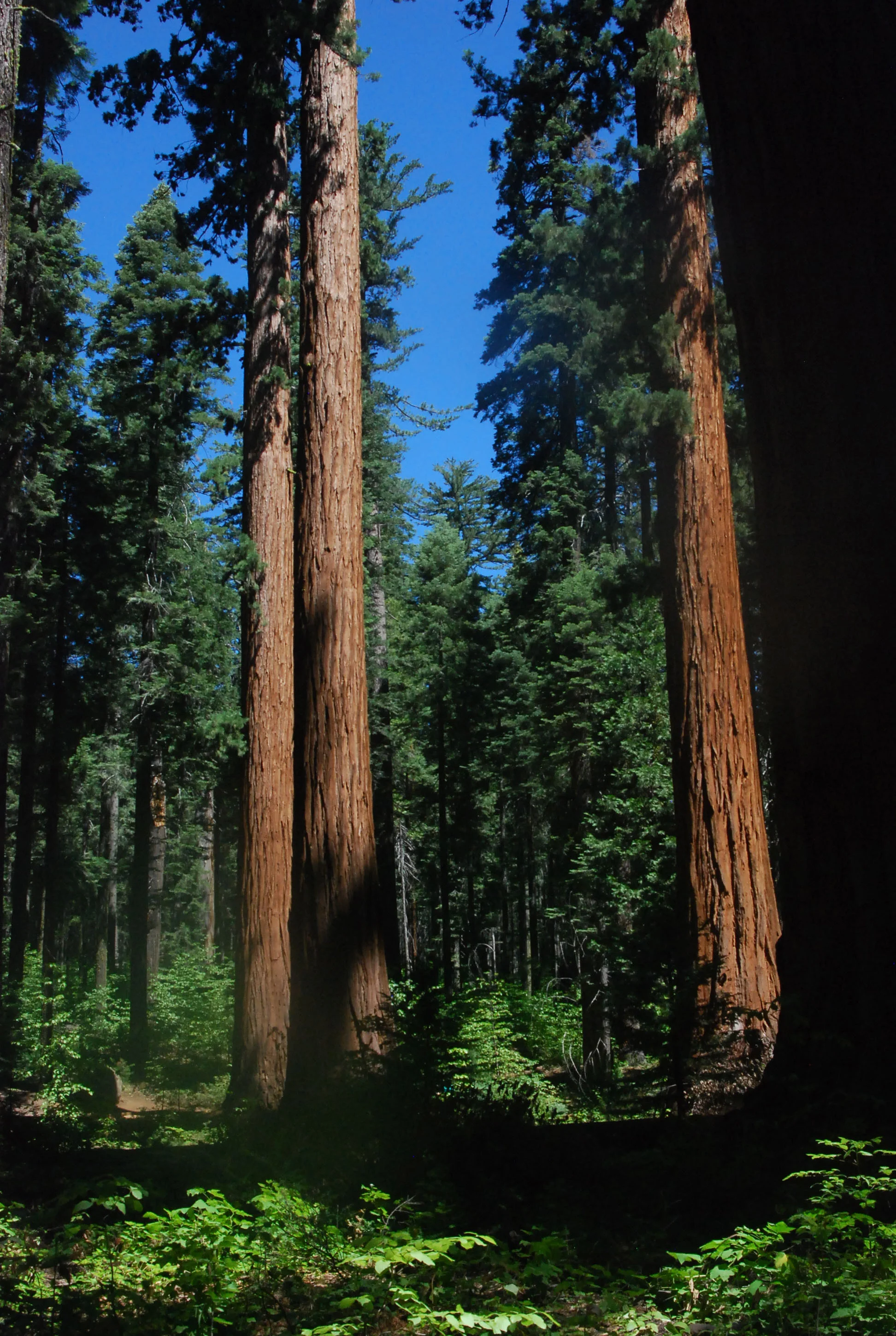Sequoia Trees 2.jpg