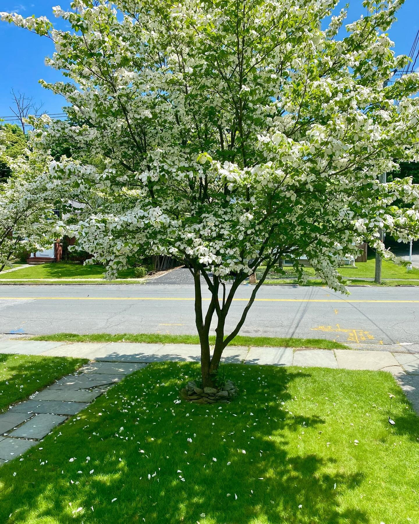 It&rsquo;s been hard to think what to write after the loss of someone so dear. I so wanted mom to see the dogwood tree in bloom. It only lasts a few weeks. Today all the petals blanketed the grass. I pray the grief goes away as quickly. Everyday we a