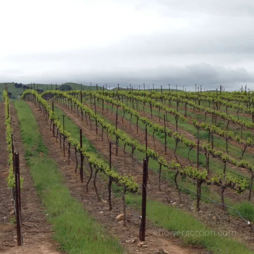 Beautiful grape vines