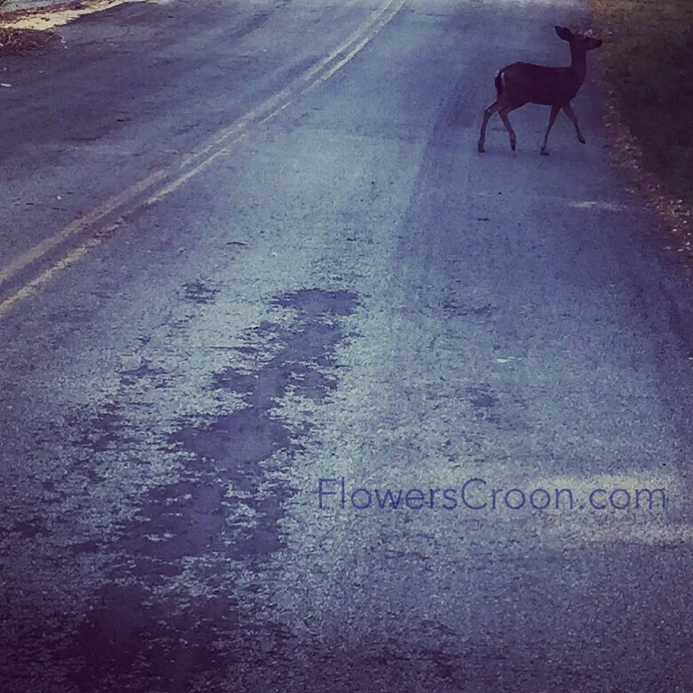 Seen on my run
