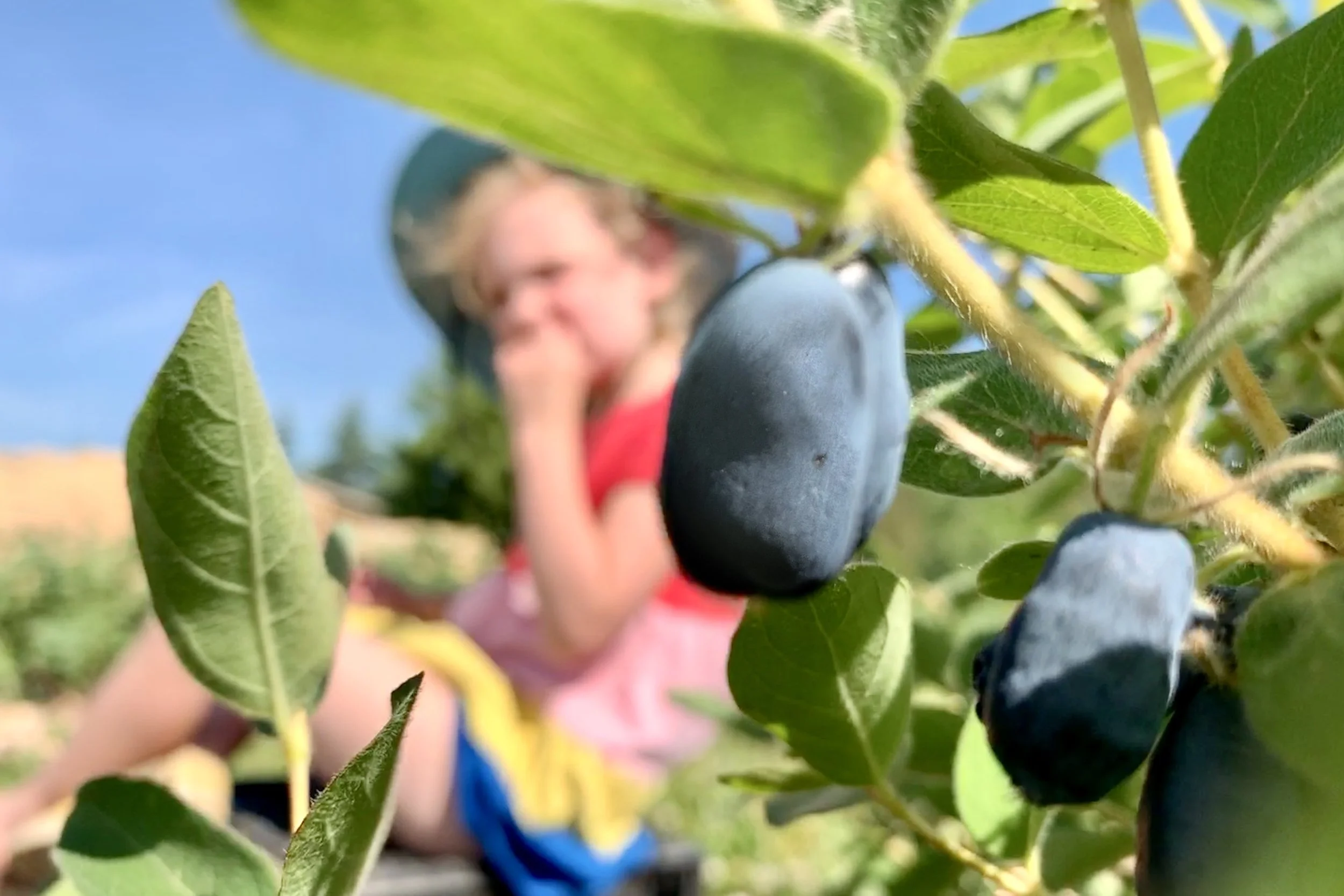 FarmLola-PickingHoneyberries.jpg