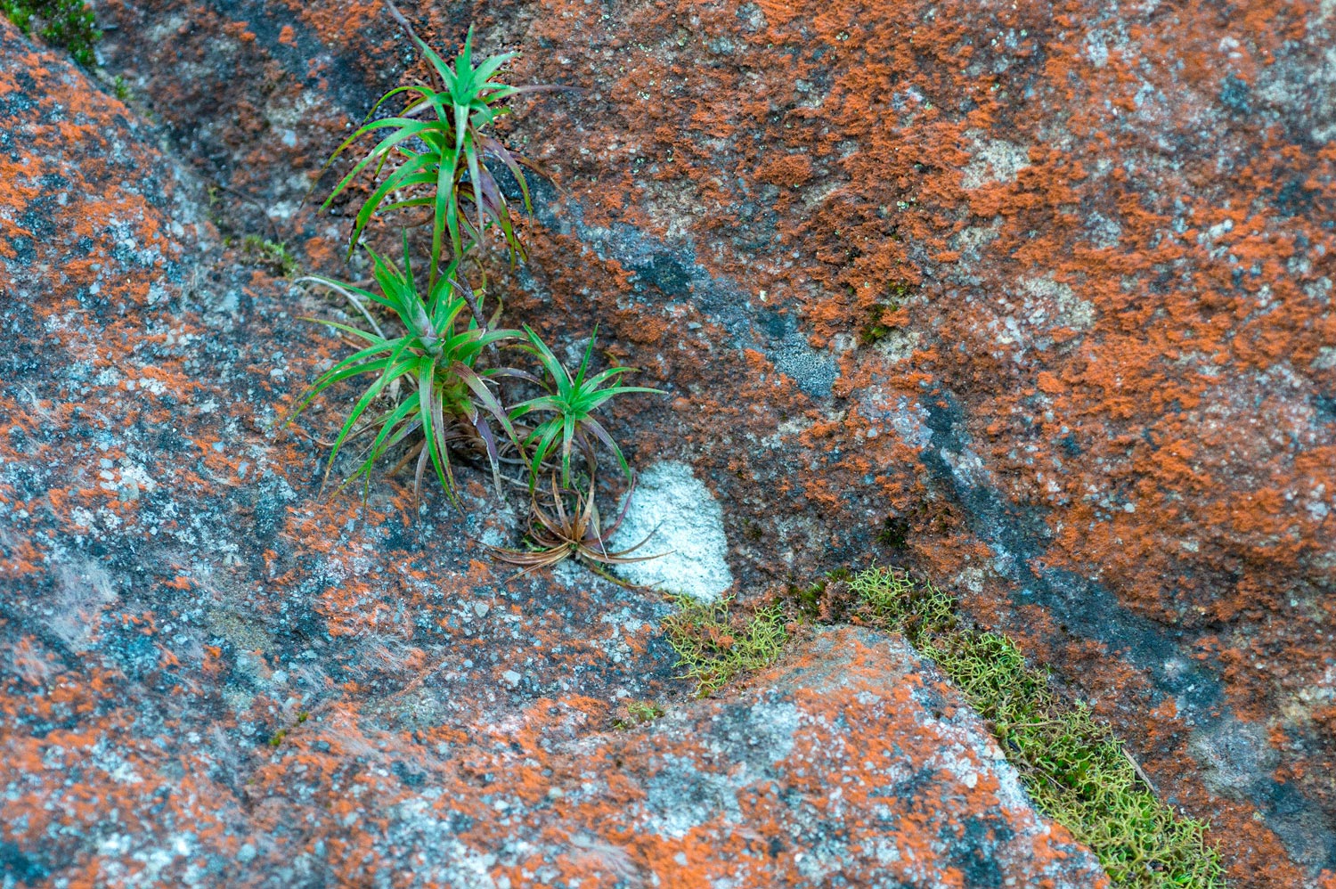 Warren-Hinder-LR-Plant-Rock-Moss-Minni-Ha-Ha.jpg