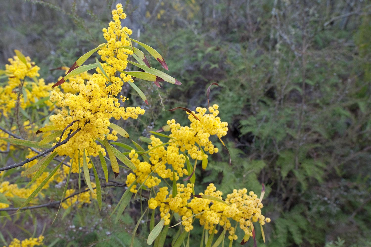 Warren-Hinder-LR-Wattle-Minni-Ha-Ha.jpg