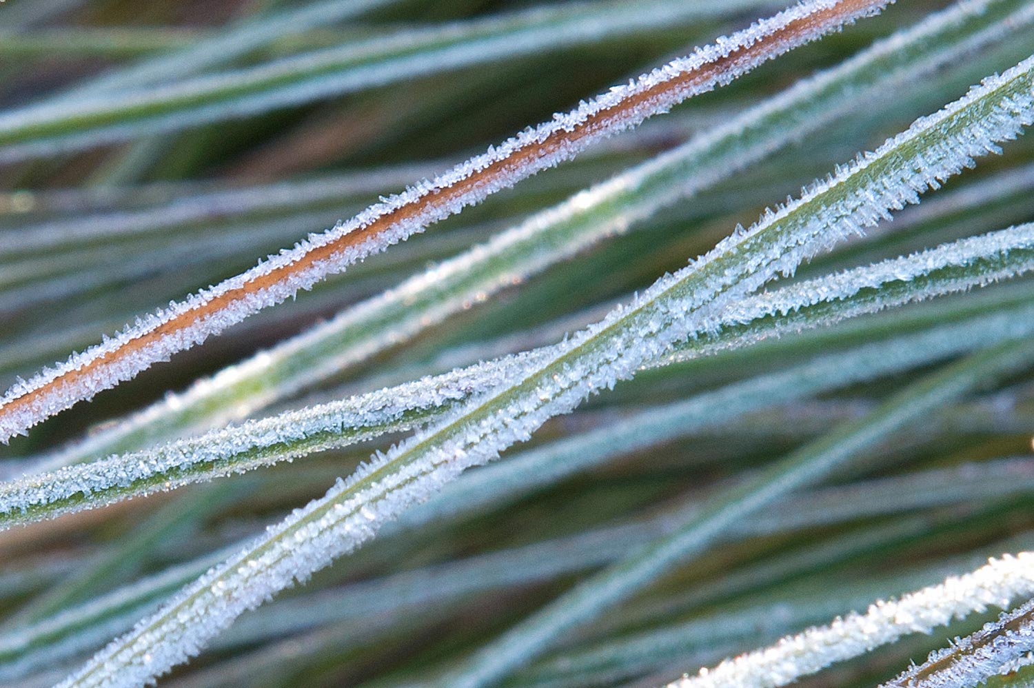 Warren-Hinder-LR-Blade-Grass-In-Frost-Minni-Ha-Ha.jpg