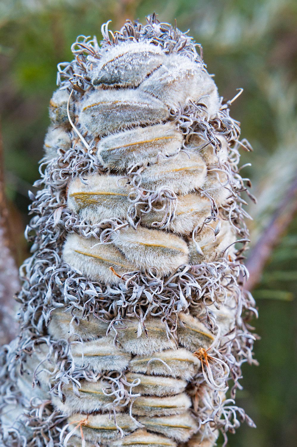 Warren-Hinder-LR-Seed-Pod-Minni-Ha-Ha.jpg