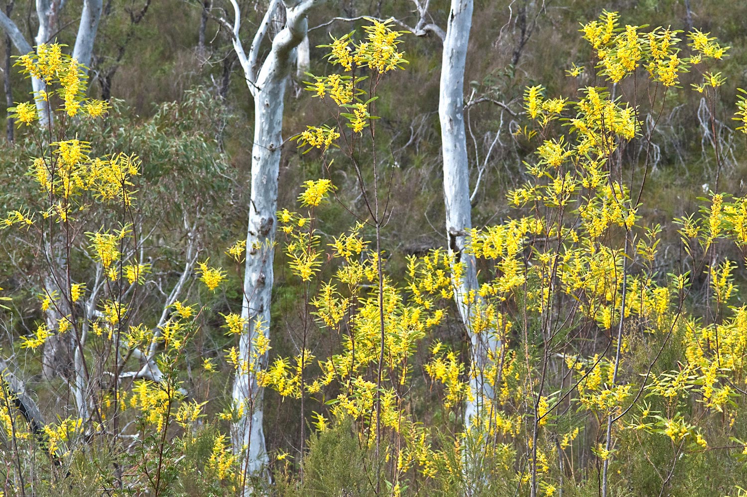 Warren-Hinder-LR-Wattle-Study-Minni-Haha.jpg