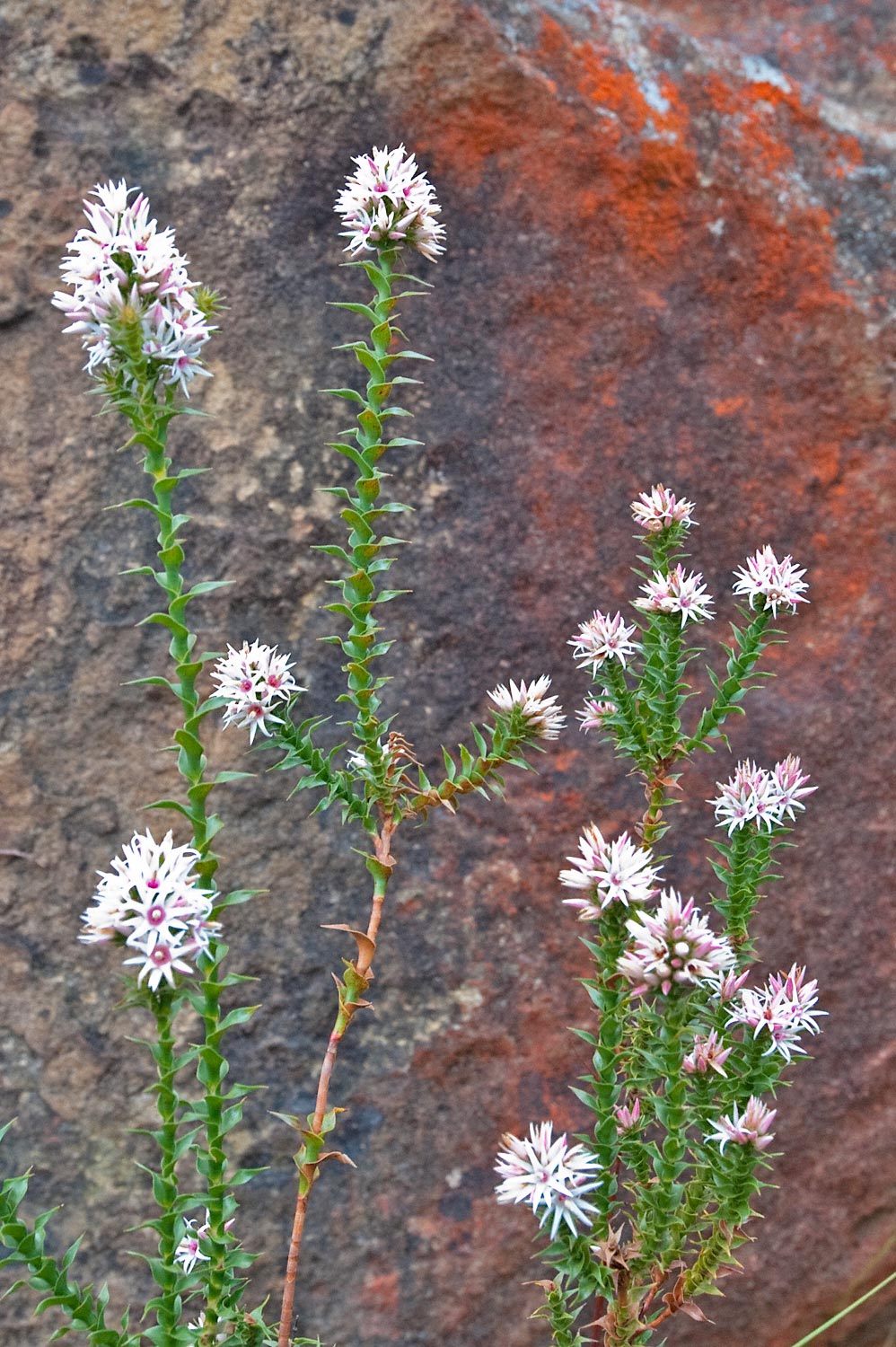 Warren-Hinder-Flower-and-Red-Rock-Study.jpg