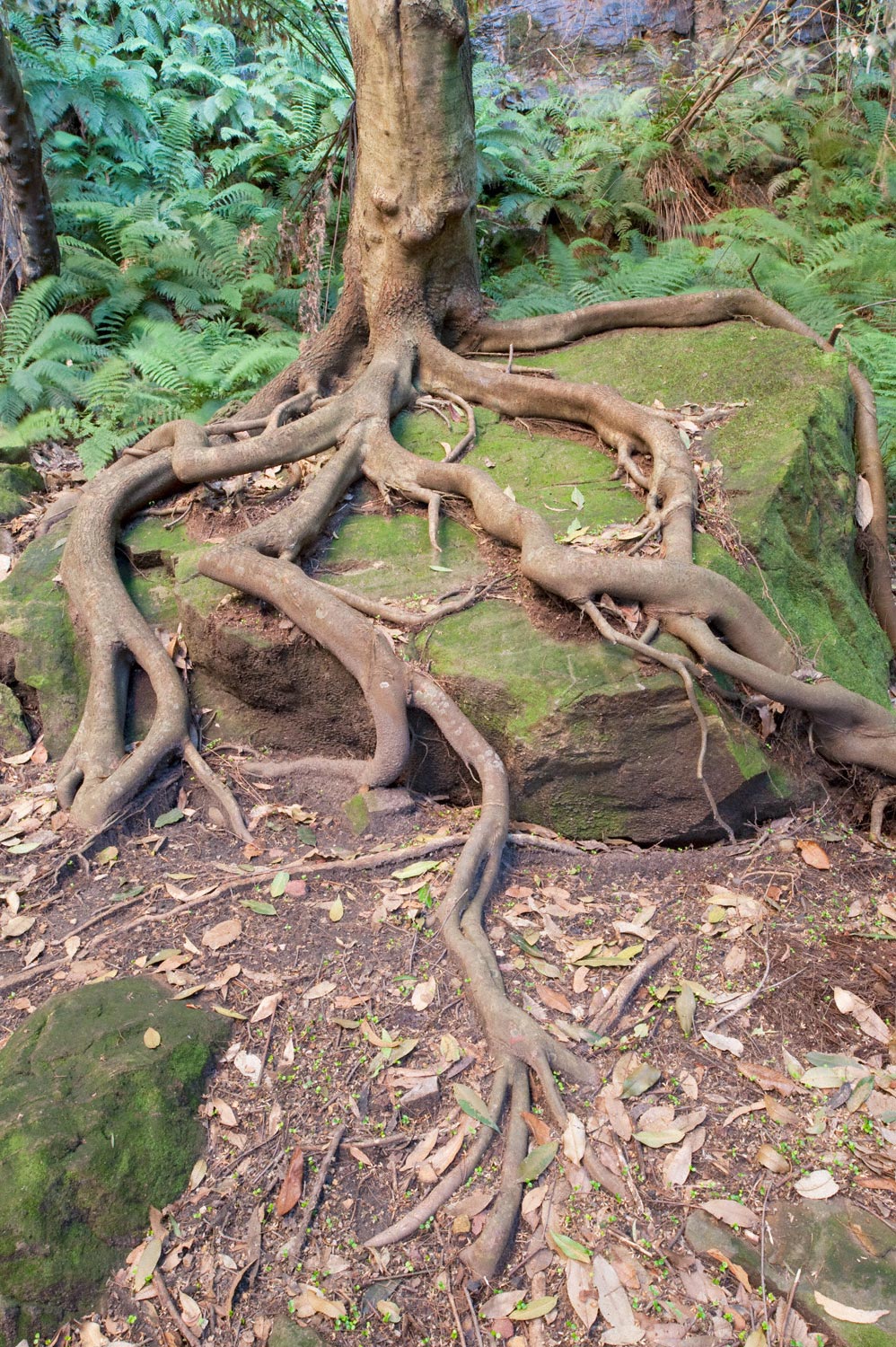 Warren-Hinder-LR-Tree-Strangling-Rock-Federal-Pass.jpg