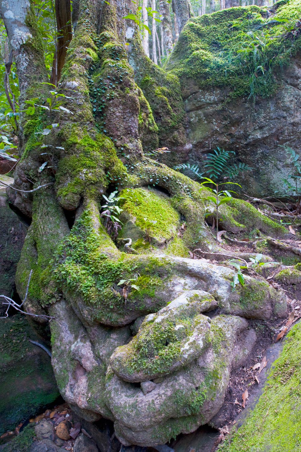 Warren-Hinder-LR-Ancient-Tree-roots-Federal-Pass-Cooks-Crossing.jpg