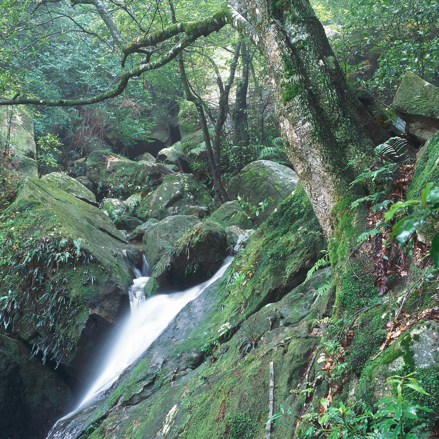 Warren-Hinder-LR-Valley-Stream-Katoomba-Falls-.jpg