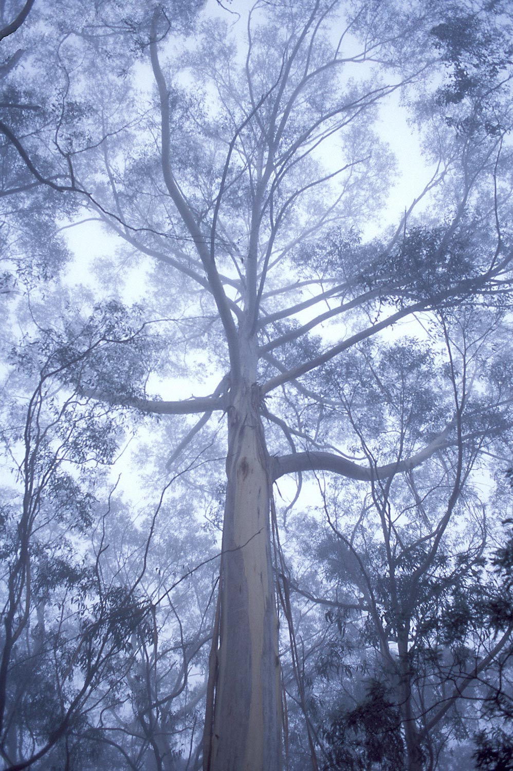 Warren-Hinder-Gums-in-Mist-Leura-.jpg