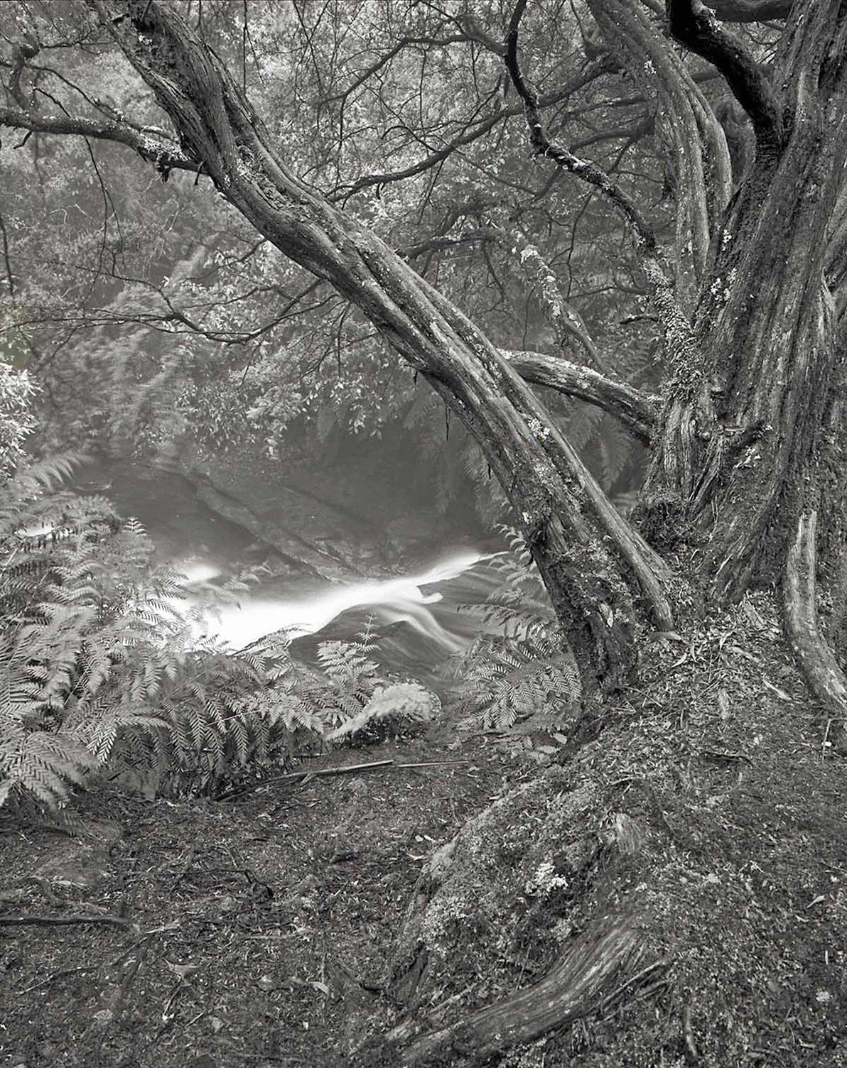 Warren-Hinder-Tree-Study-Leura-Cascades-Leura-NSW.jpg