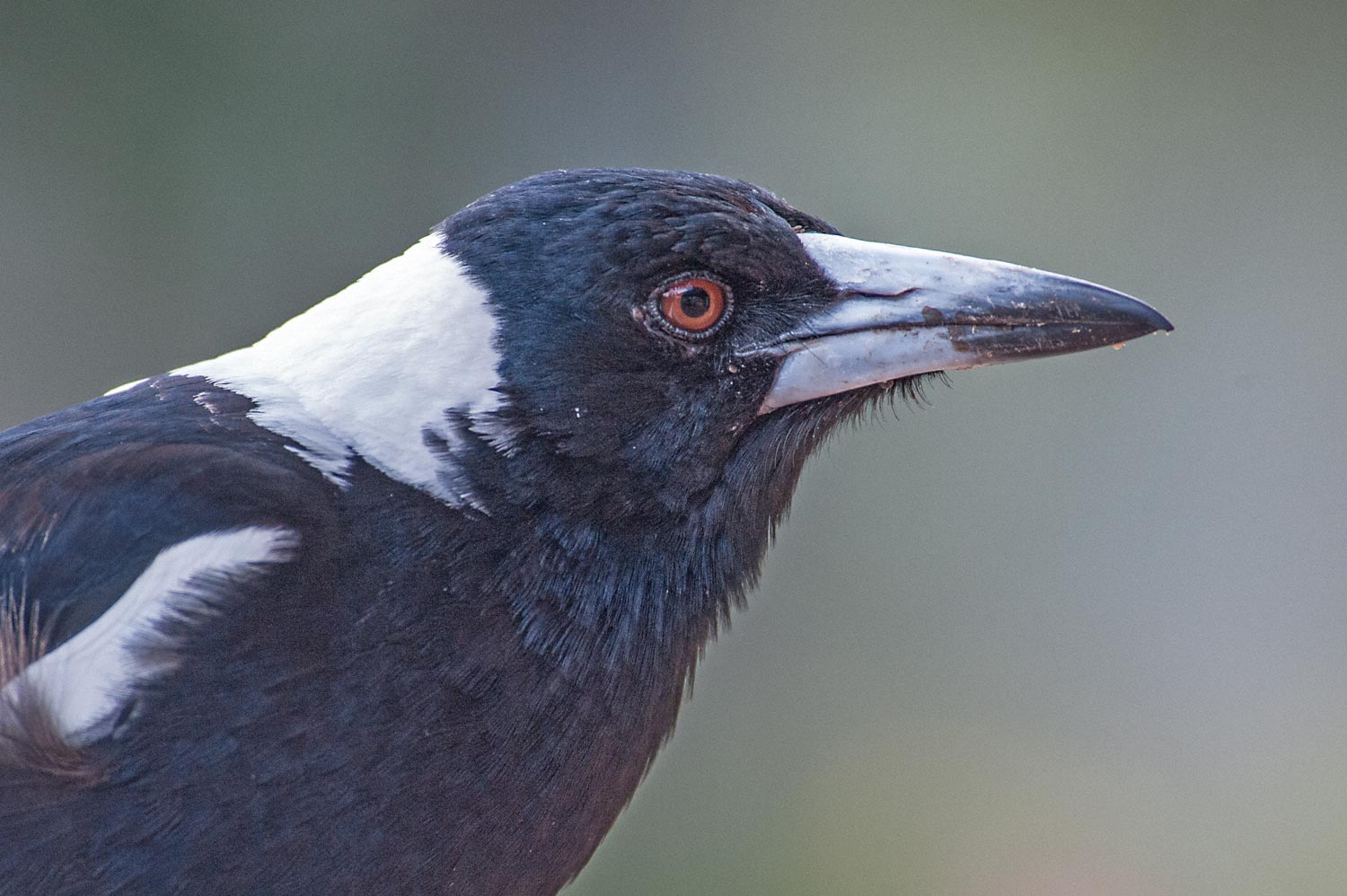 Warren-Hinder-LR-Magpie-Gordon-Falls-Area.jpg