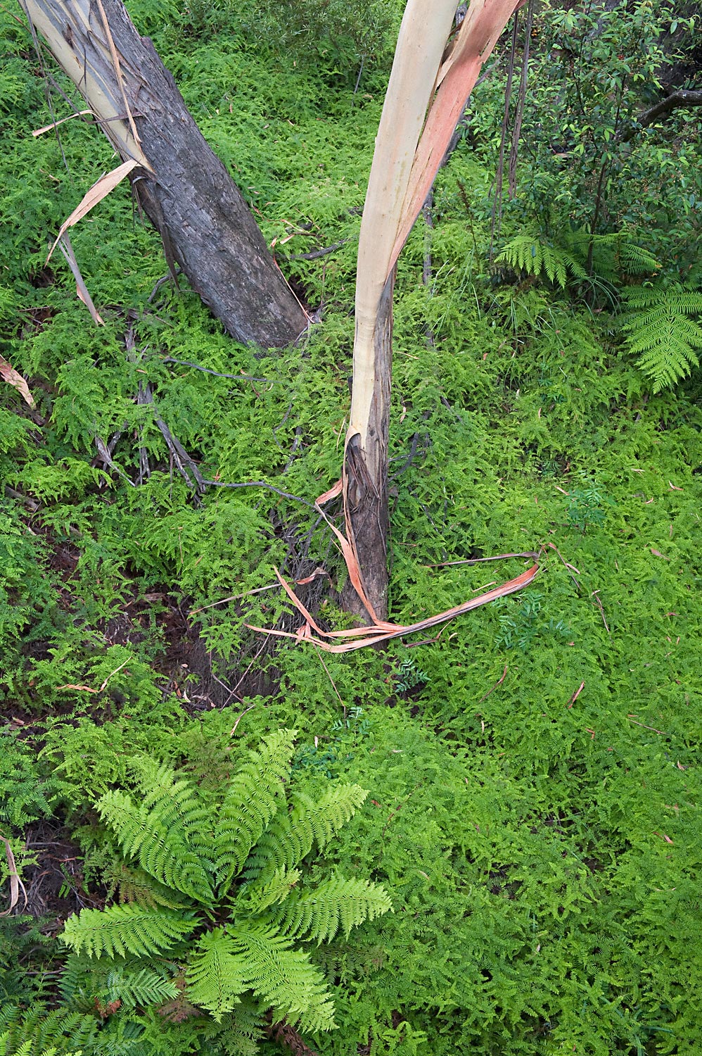 Warren-Hinder-Fern-Dance-Leura-Cascades.jpg