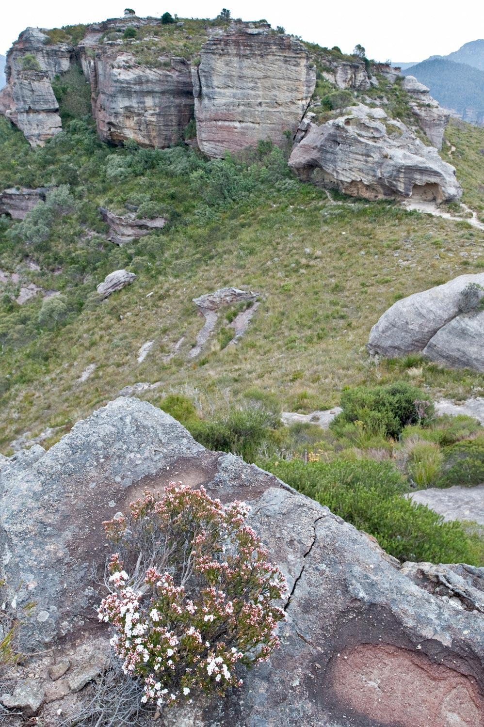 Warren-Hinder-LR-Flowers-on-Rock-My-Hay.jpg