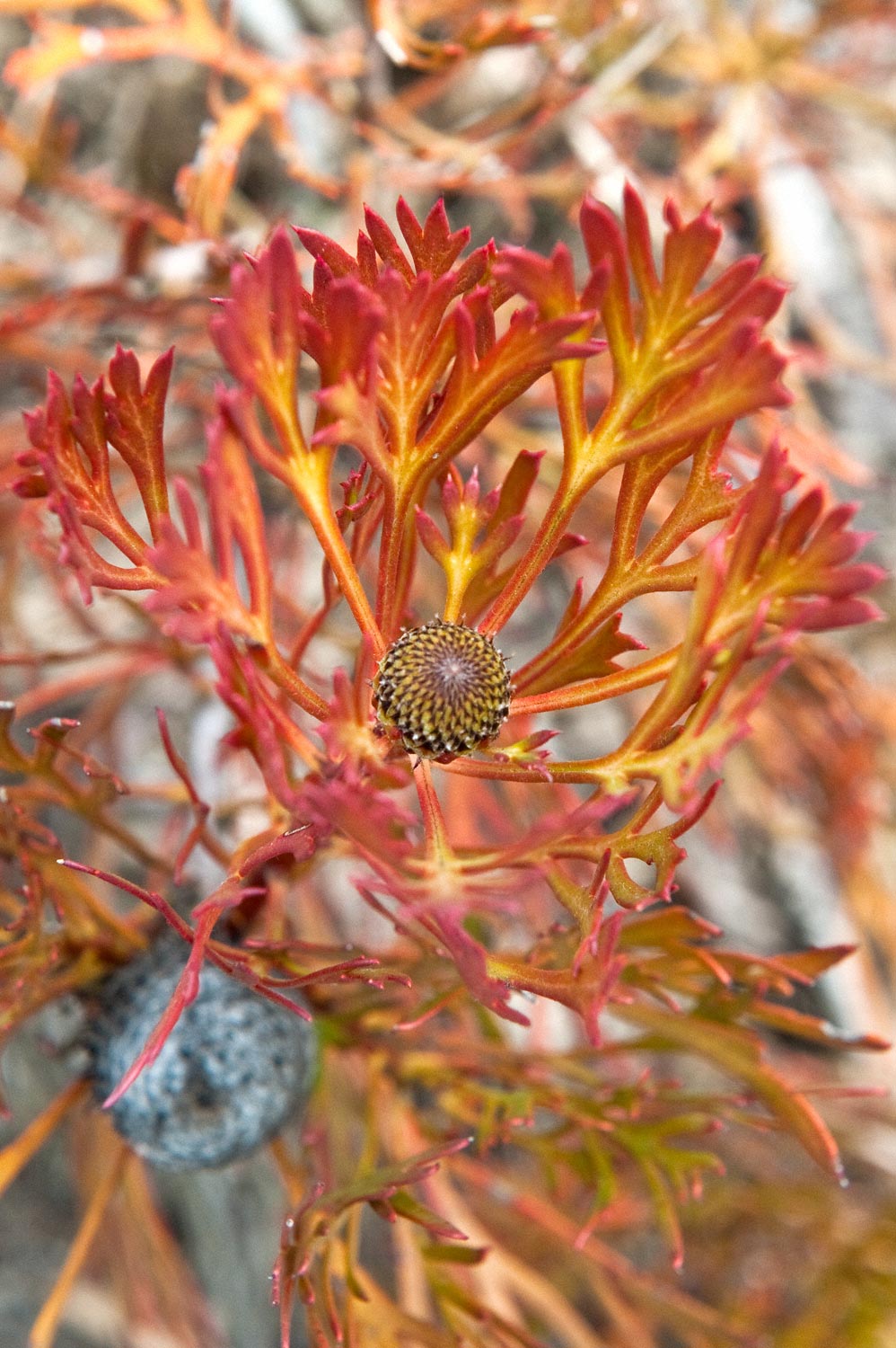 Warren-Hinder-Orange-Banksia-Mt-Hay.jpg