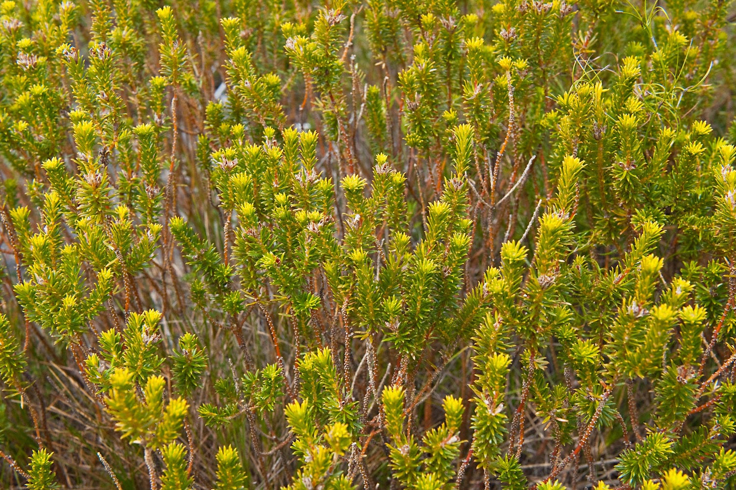 Warren-Hinder-LR-Heathland-plant-Mt-Hay.jpg