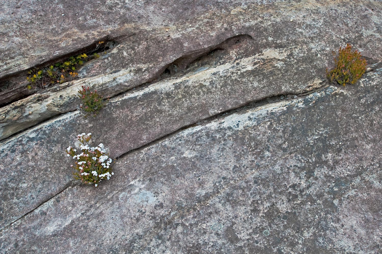 Warren-Hinder-LR-Rock-Garden.jpg