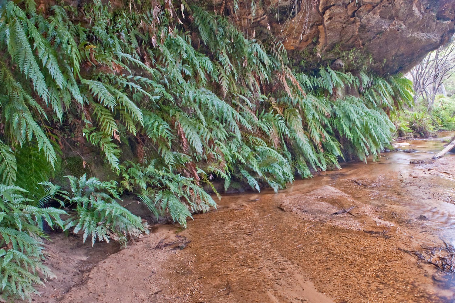 Warren-Hinder-LR-Ferns-in-Water-Darwin.jpg