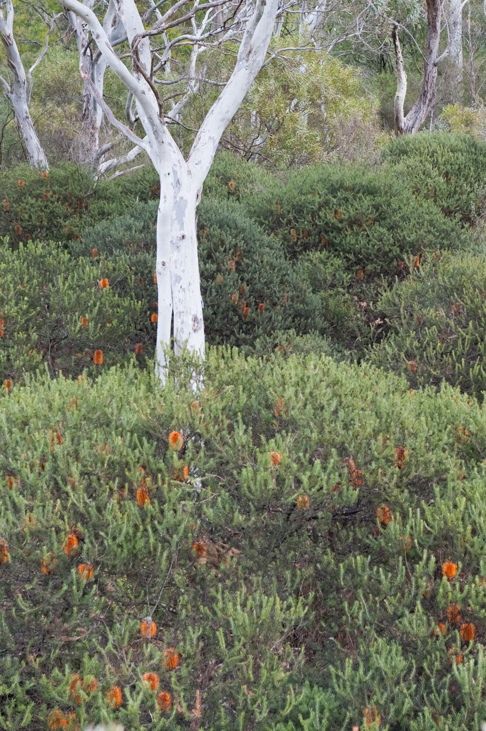 Warren-Hinder-Orange-Banksia-Gums-on-Walk.jpg