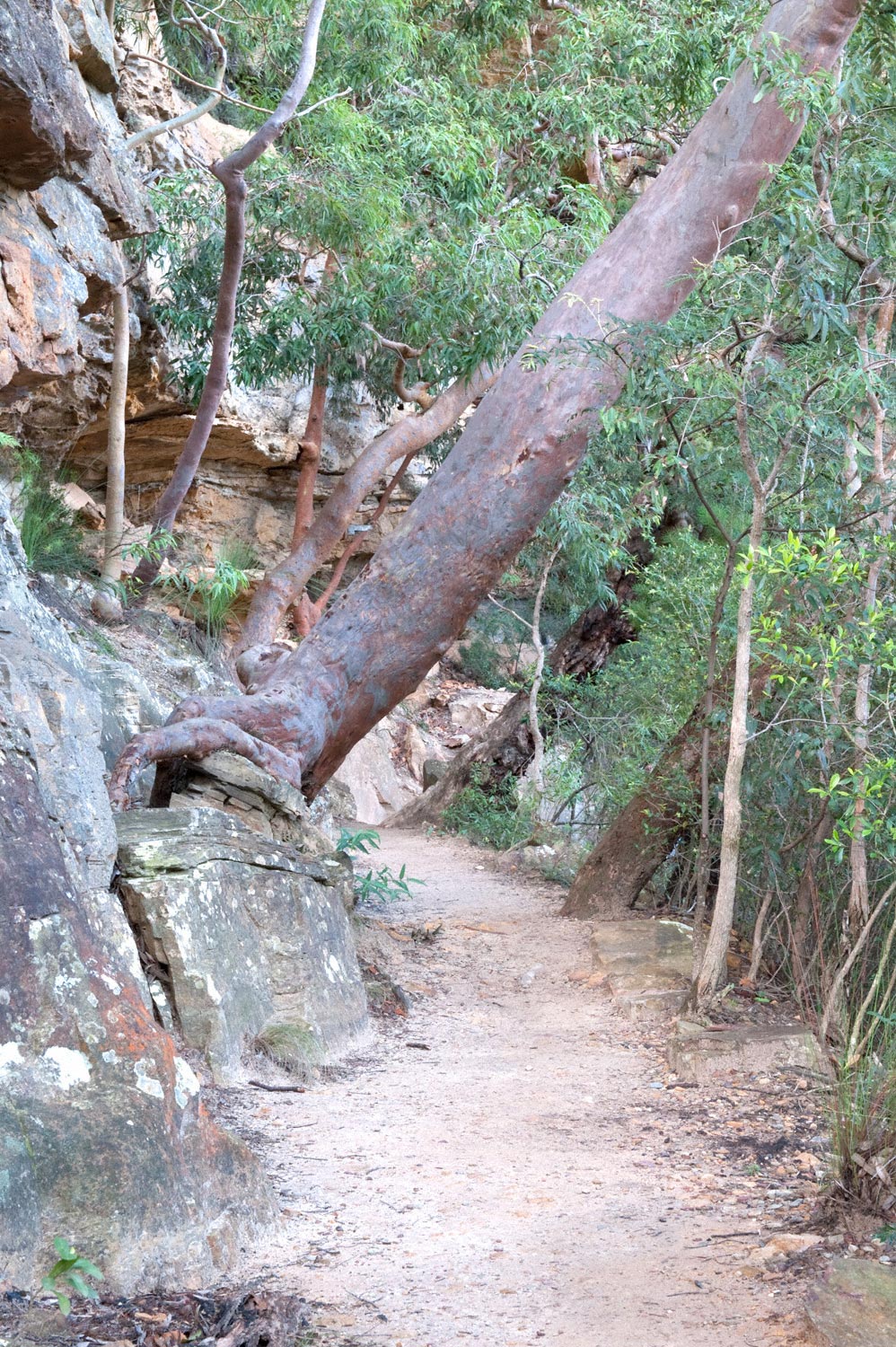 Warren-Hinder-Hanging-on-Tree-on-National-pass.jpg