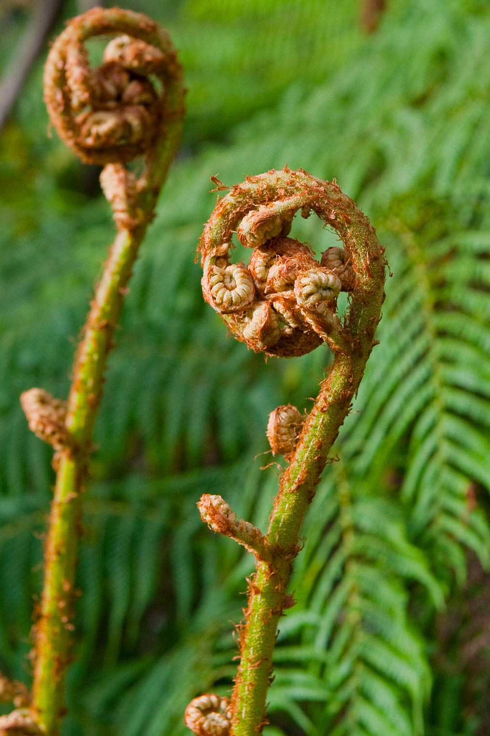 Warren-Hinder-LR-Fern-Frond-National-Pass.jpg