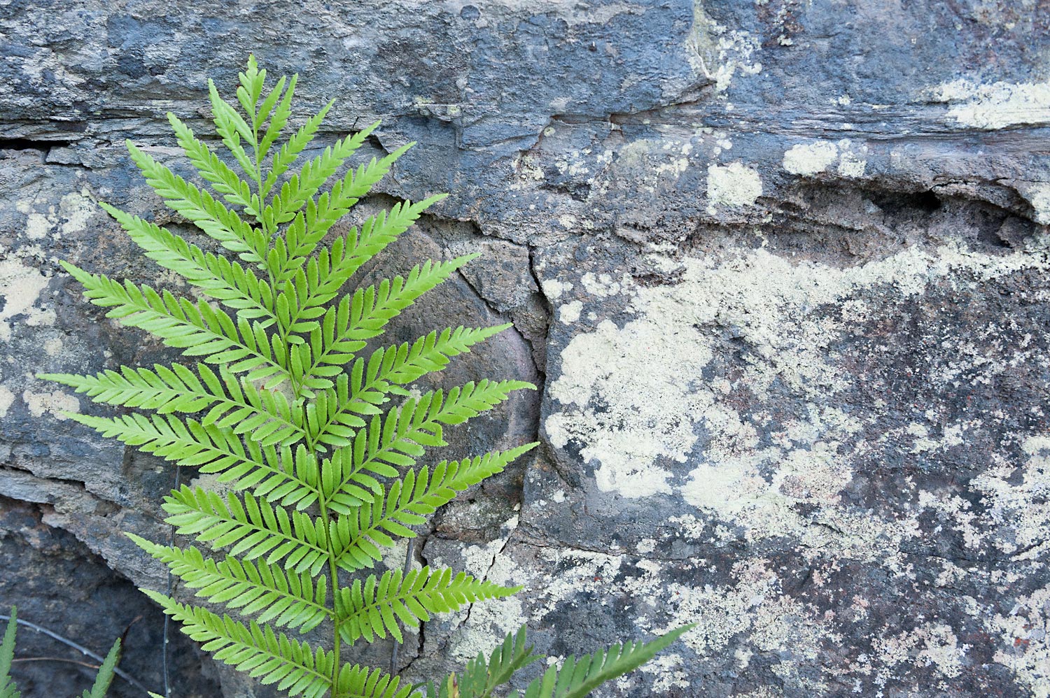 Warren-Hinder-LR-National-Pass-Fern-study-with-rock-shelf-sandstone.jpg