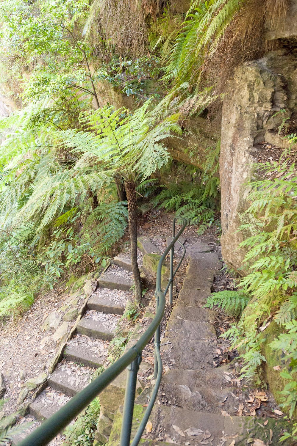 Warren-Hinder-LR-Ferns-along-National-Pass.jpg