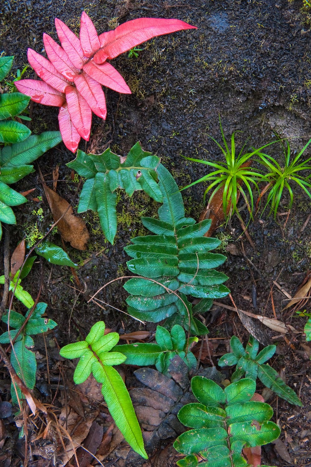 Warren-Hinder-LR-National-Pass-Red-Leaf-rock-garden.jpg