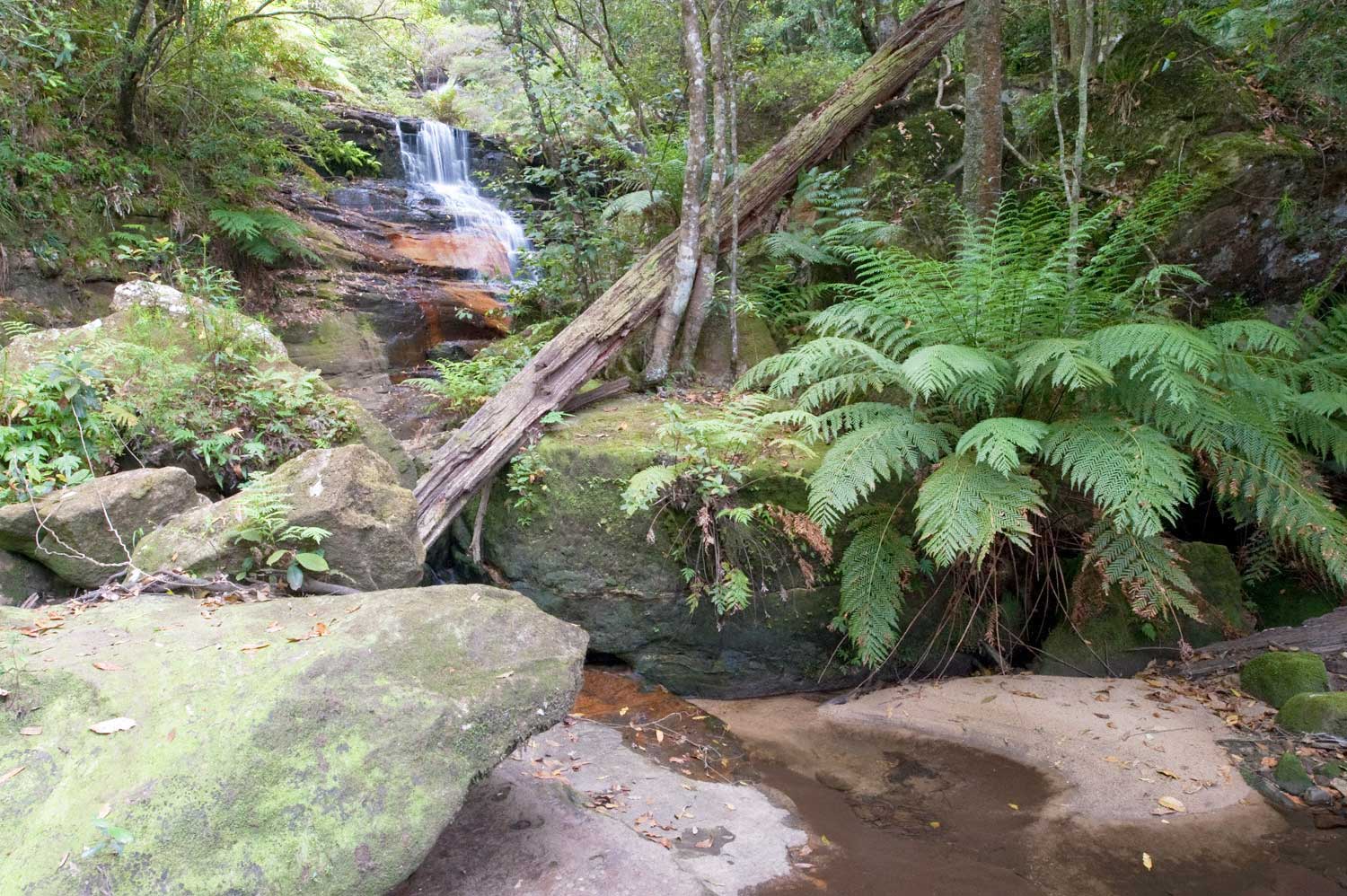 Warren-Hinder-LR-Waterfall-and-Fern-sudy-Wentworth-Pass.jpg